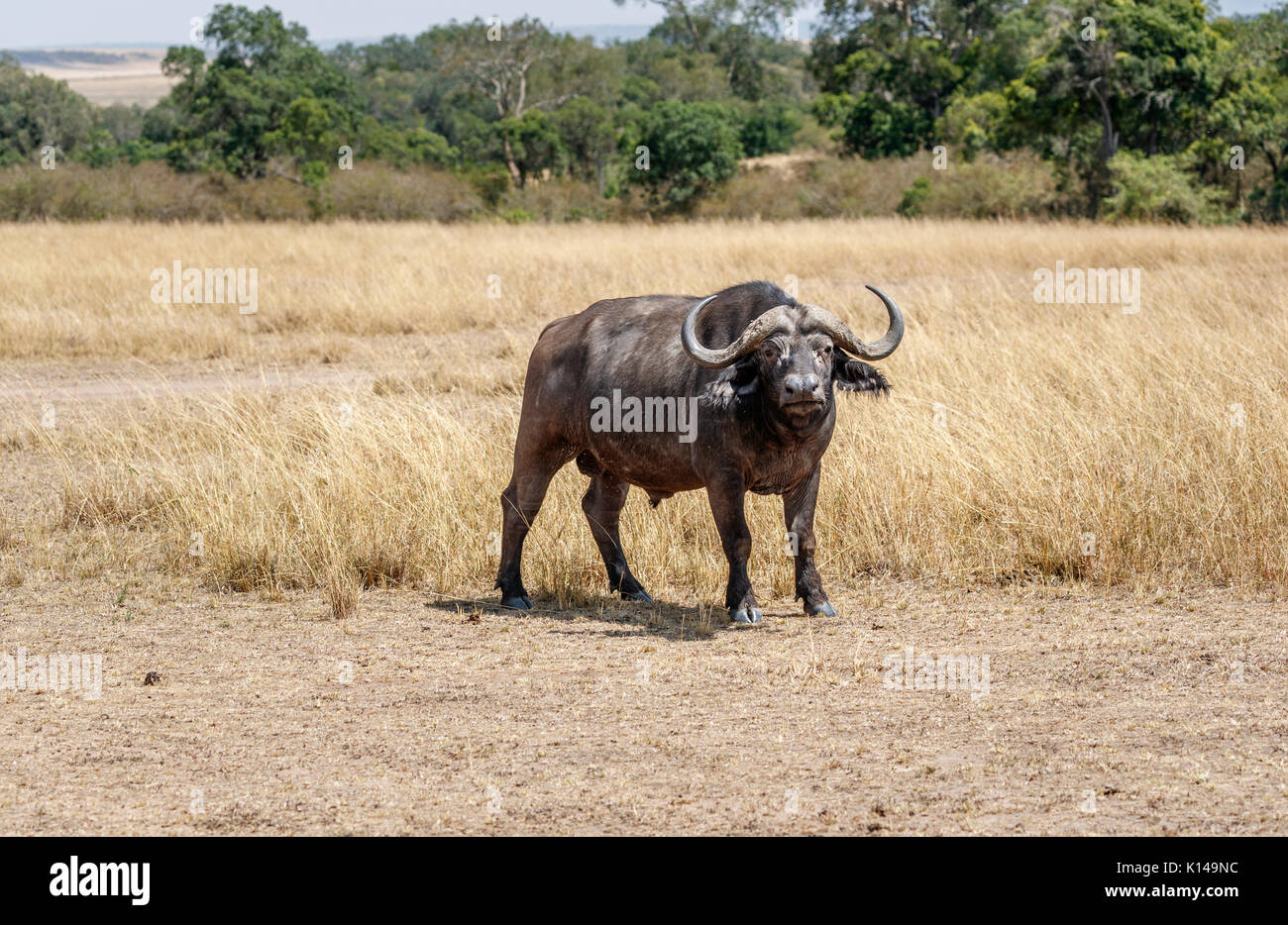 Large bull (male) adult Cape buffalo, Syncerus caffer, one of the Big 5, standing in long grass in savannah in Masai Mara, Kenya Stock Photo