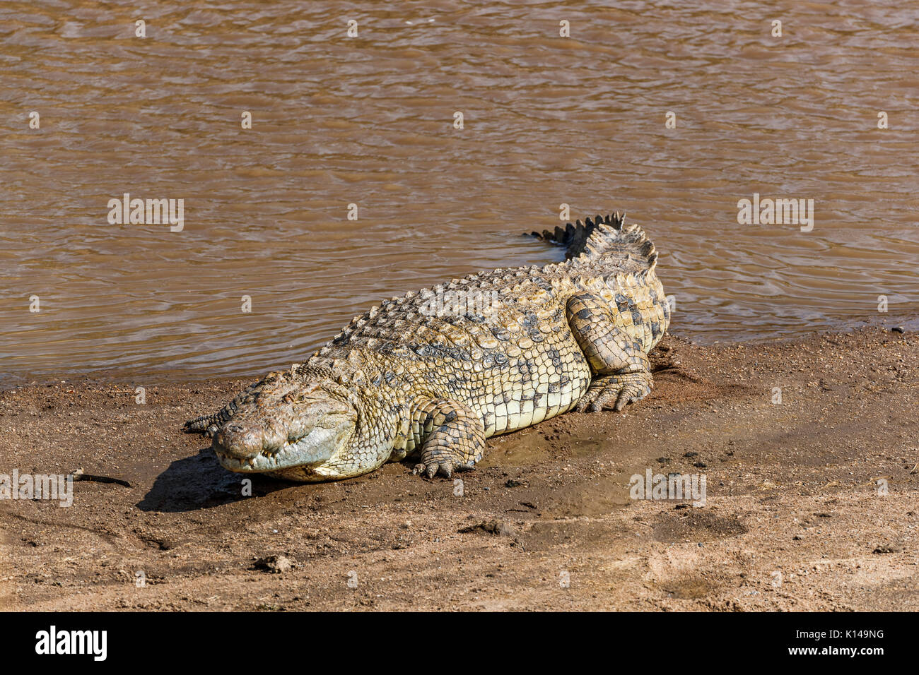 Large reptilian Nile crocodile (Crocodylus niloticus) with scaly skin basking in the sun on the riverbank of the River Mara, Masai Mara, Kenya Stock Photo