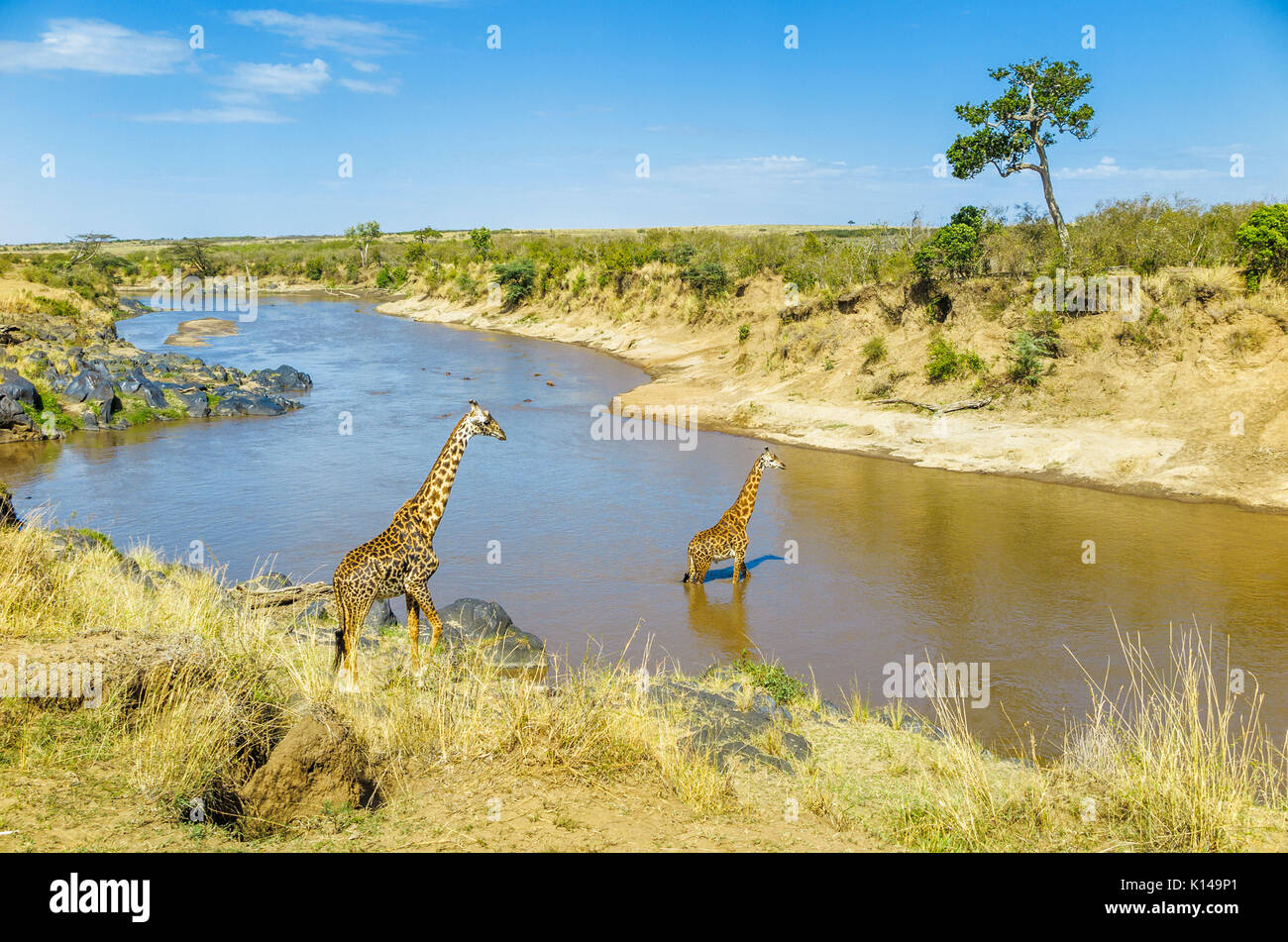 Masai mara landscape with river hi-res stock photography and images - Alamy