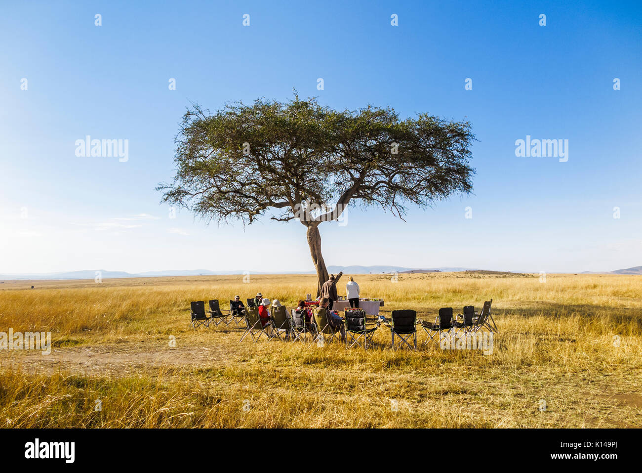 View of open air breakfast on a morning safari game drive under a typical flat-topped acacia tree in savannah grasslands plains of Masai Mara, Kenya Stock Photo