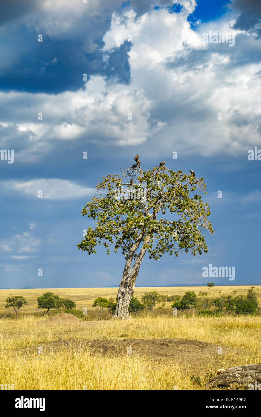Masai Mara Landscape High Resolution Stock Photography and Images - Alamy