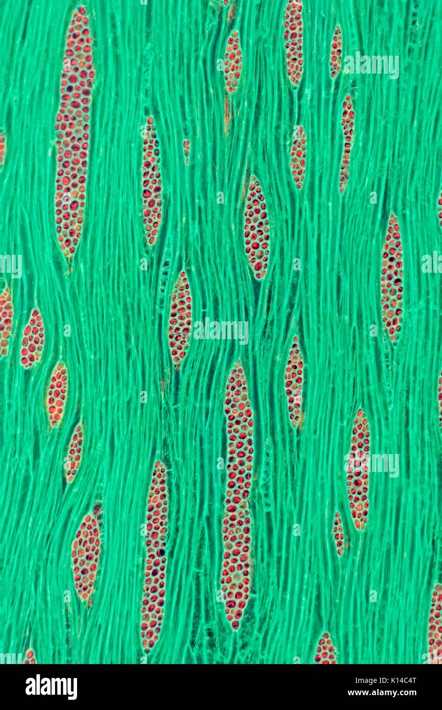 Albizia julibrissin (Persian silk tree, pink silk tree) brightfield photomicrograph, Stock Photo
