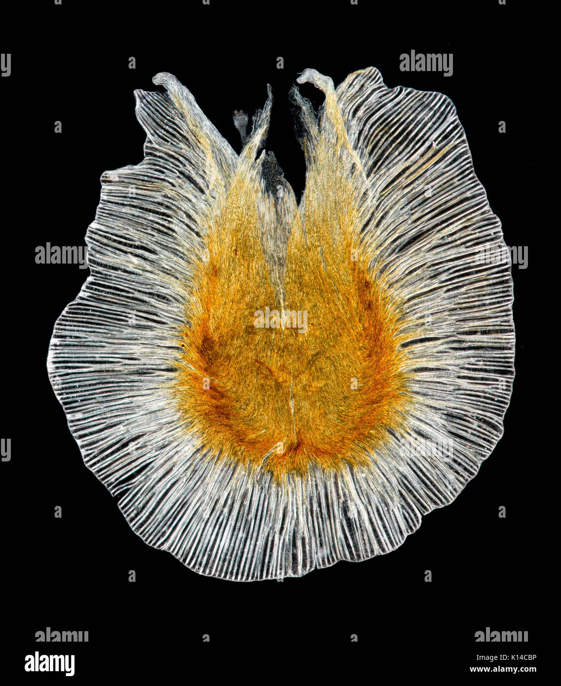 Eccremocarpus scaber seed, the Chilean glory-flower or Chilean glory creeper, darkfield photomicrograph Stock Photo