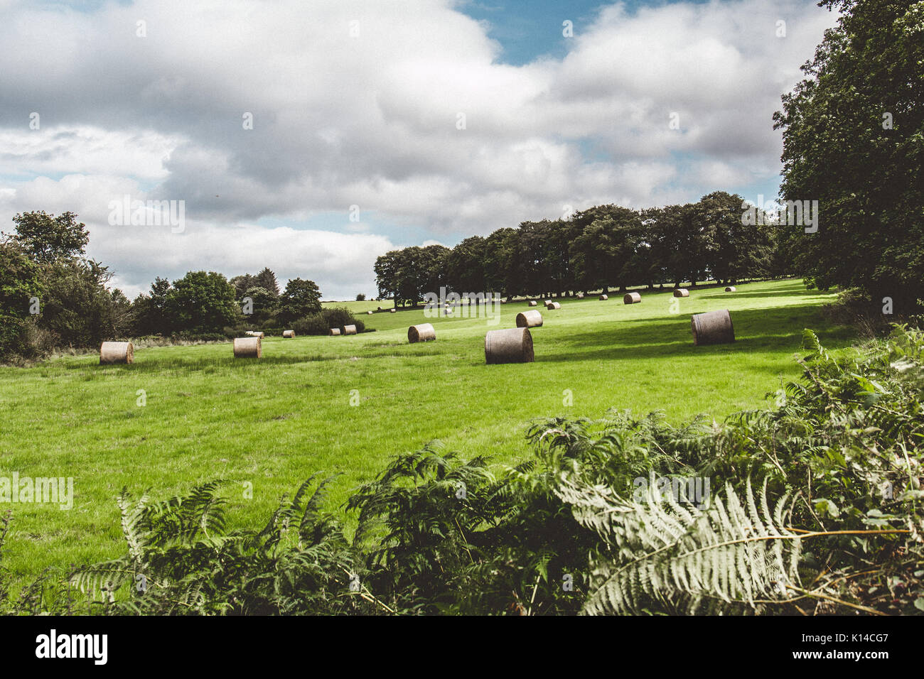 Hay rolls in a green field on Irish countryside Stock Photo - Alamy