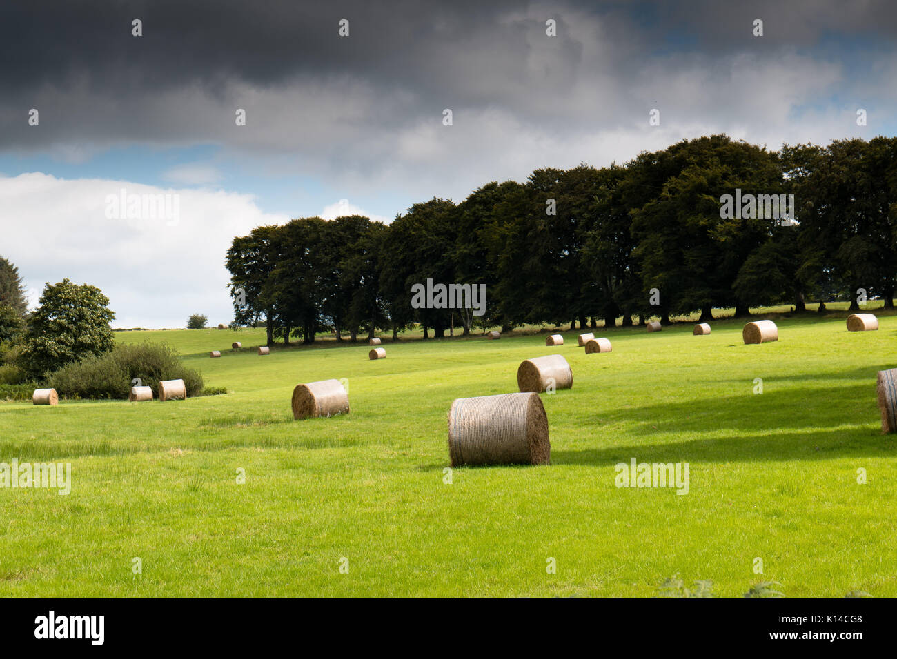 Hay rolls in a green field on Irish countryside Stock Photo - Alamy