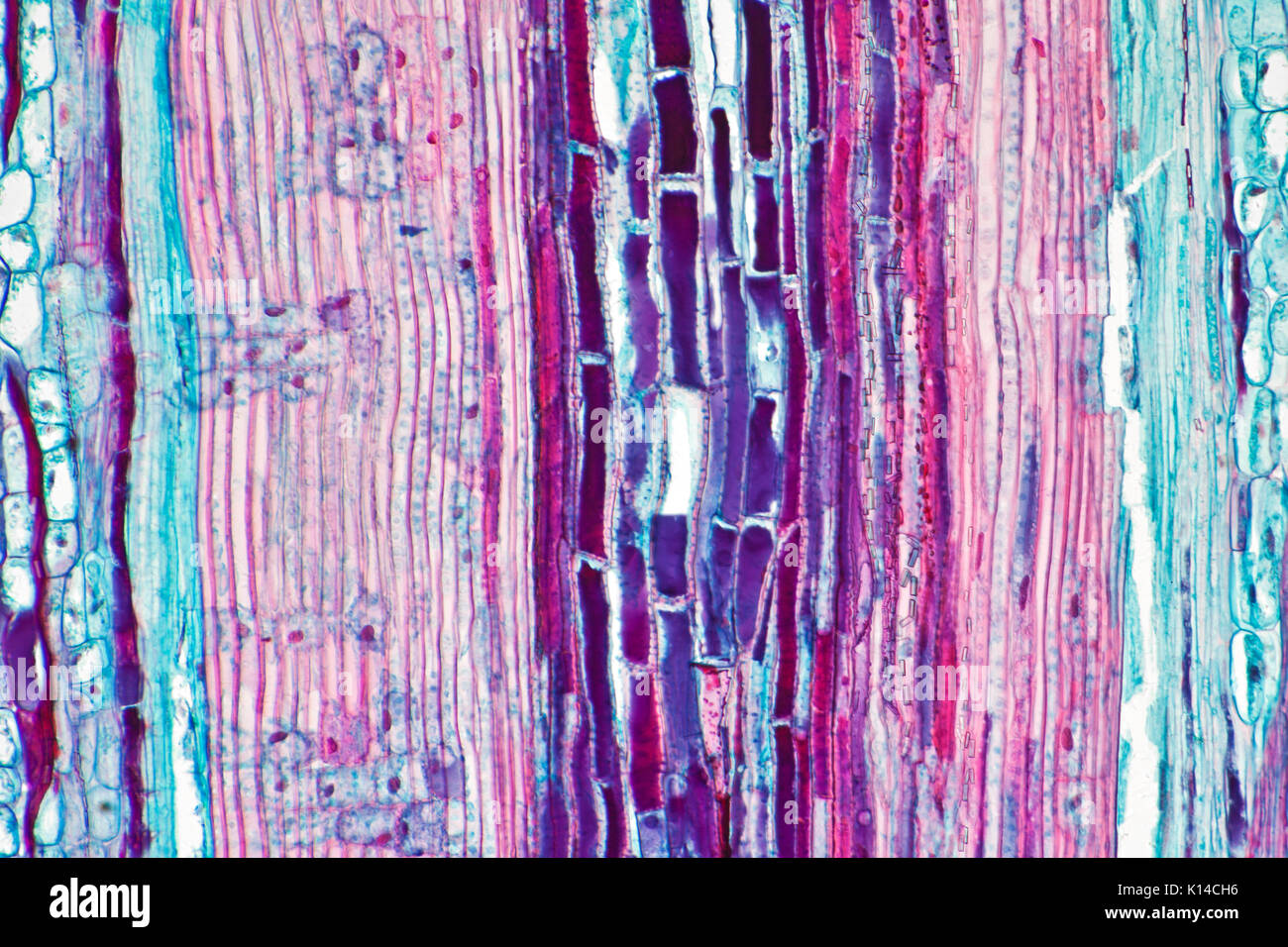 Brightfield photomicrograph, Pinus sp, leaf section, stalk Stock Photo