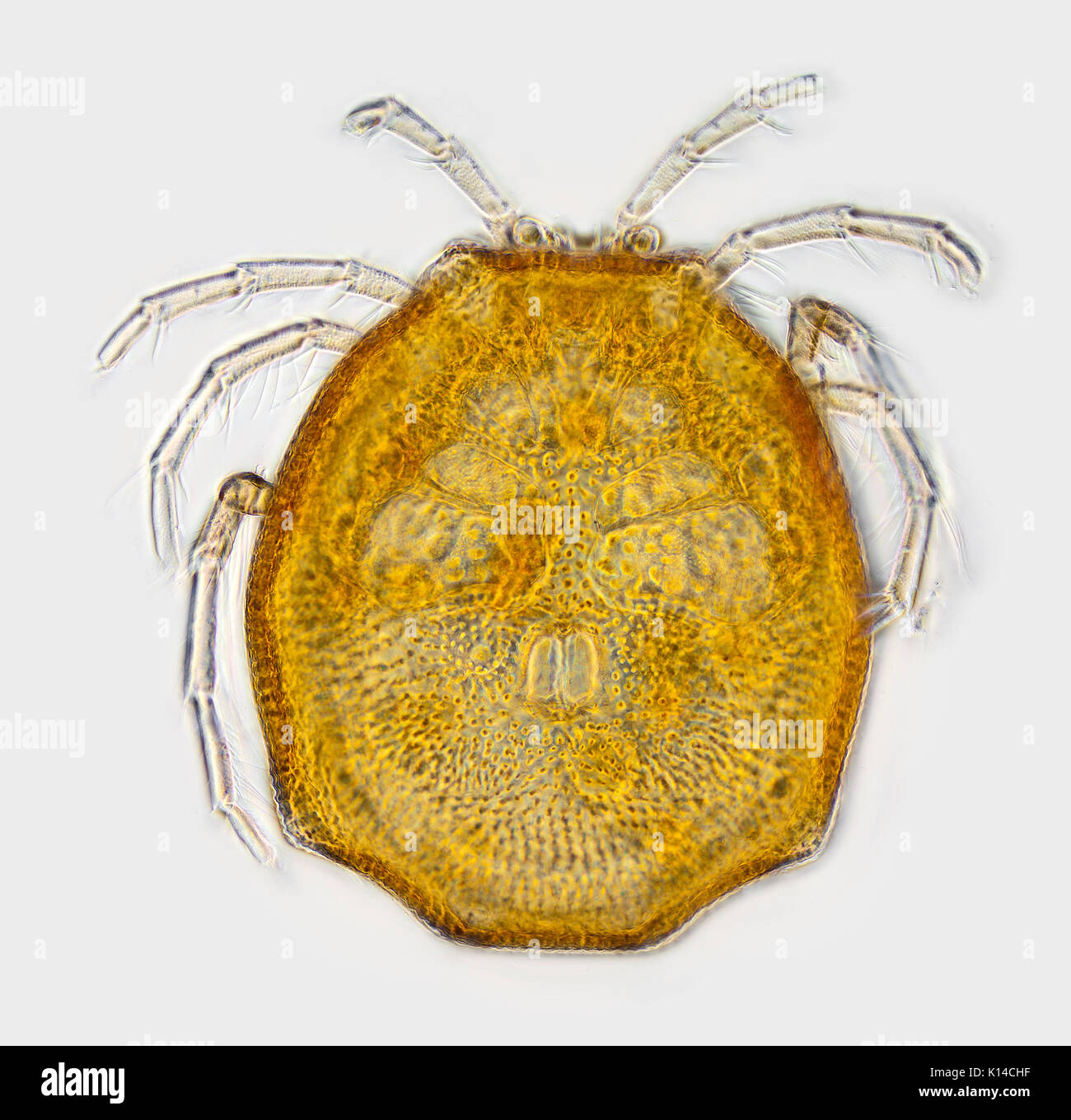 Brightfield photomicrograph, Water mite, female, Arrenurus sp Stock Photo