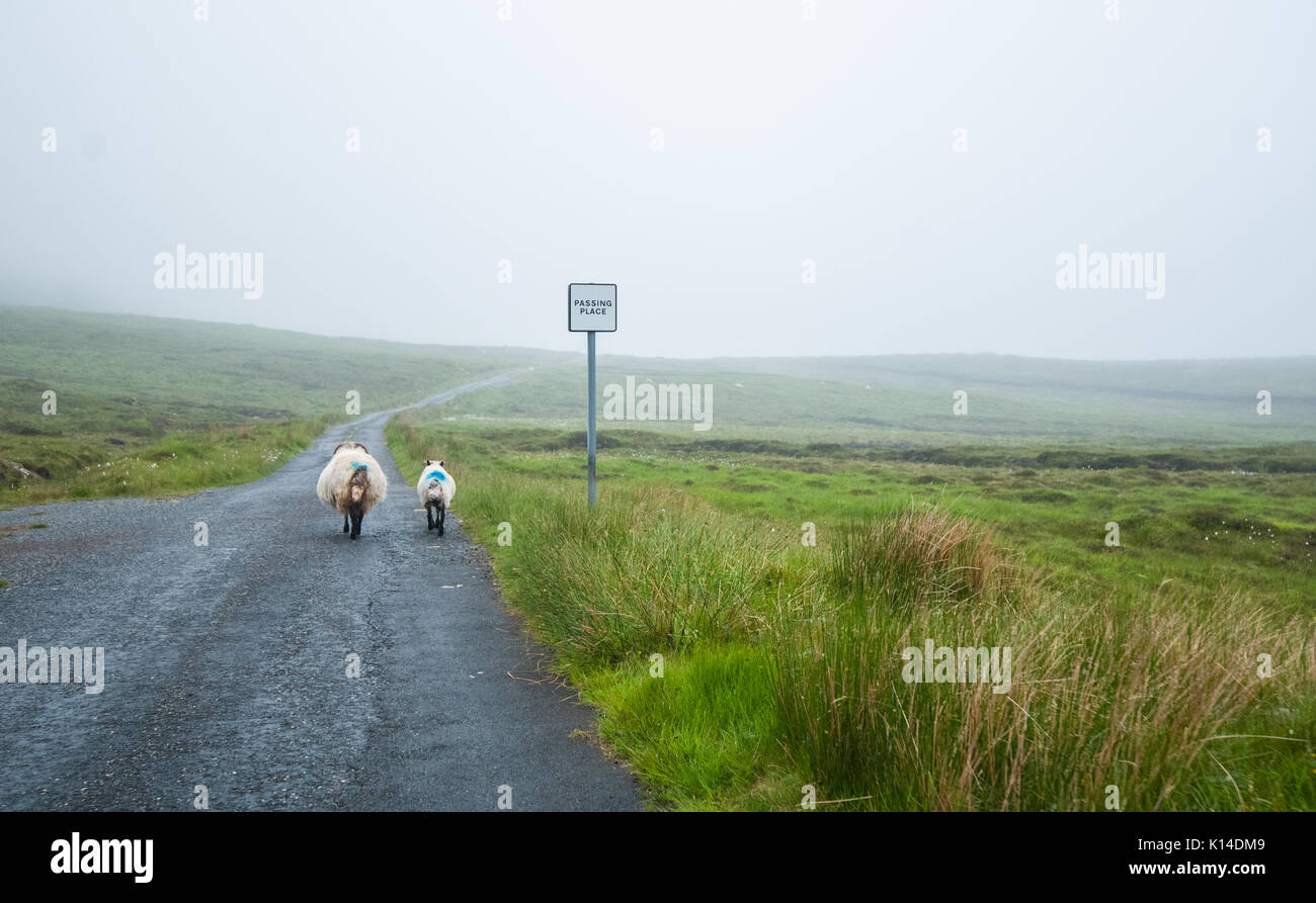 Two sheep walking on a remote road in Scotland next to a passing place roadsign. Outer hebrides, Scotland, UK. Stock Photo