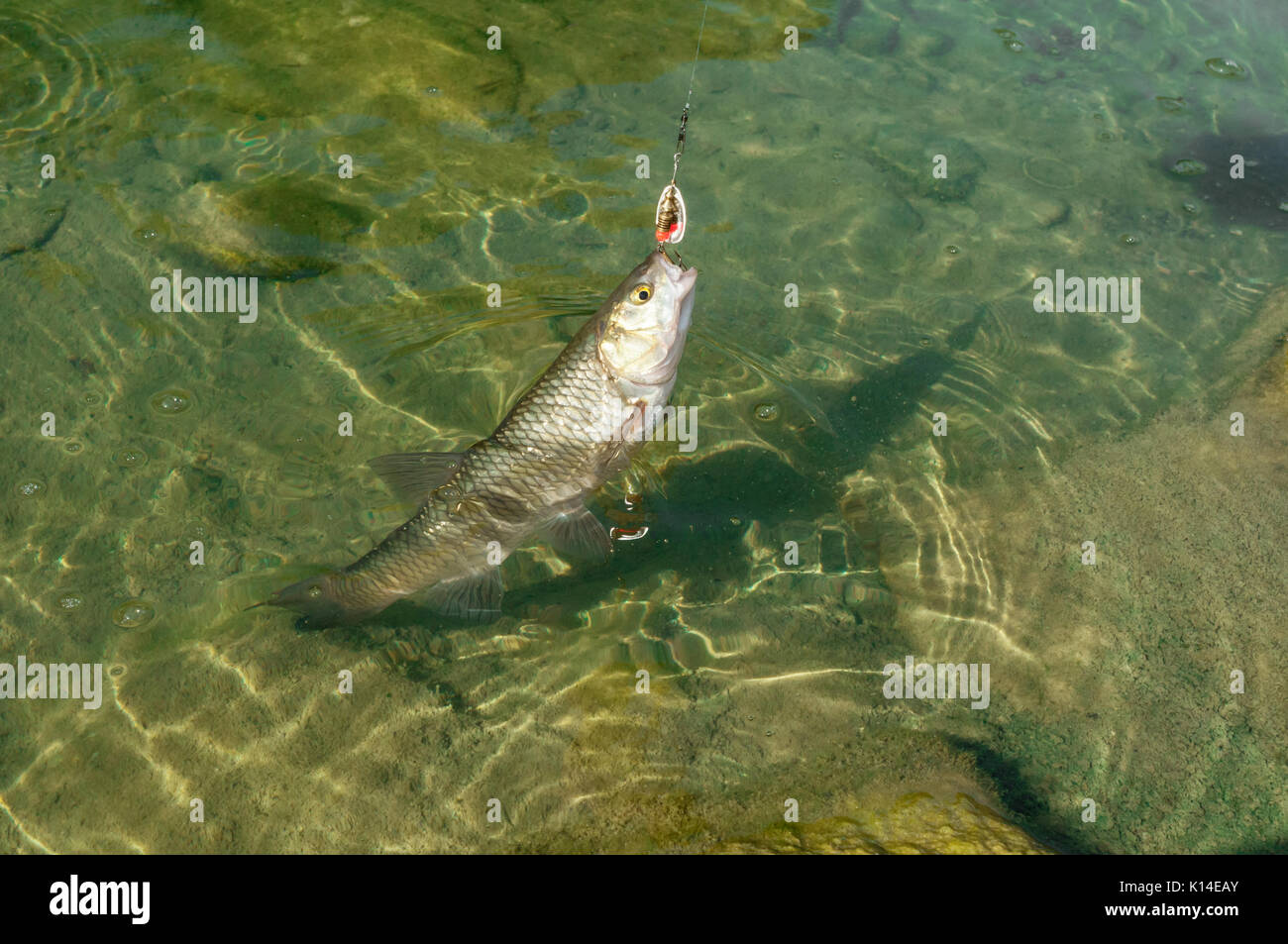 European Chub (Squalius cephalus) caught on a spinner with lure in its mouth while fishing in a river with shallow water Stock Photo