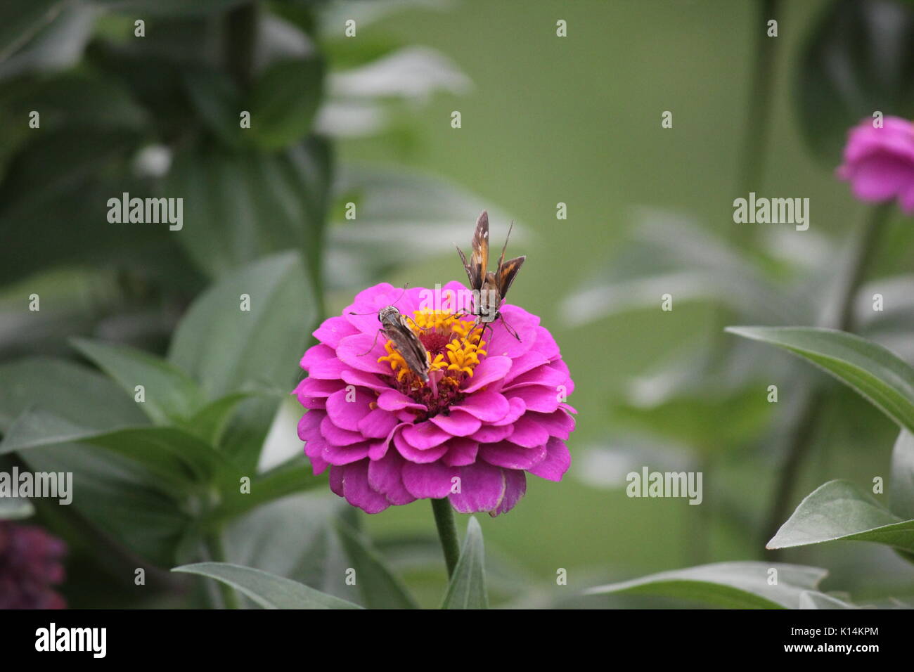 Two little butterflies skippers are playing around pink flowers zinnias Stock Photo