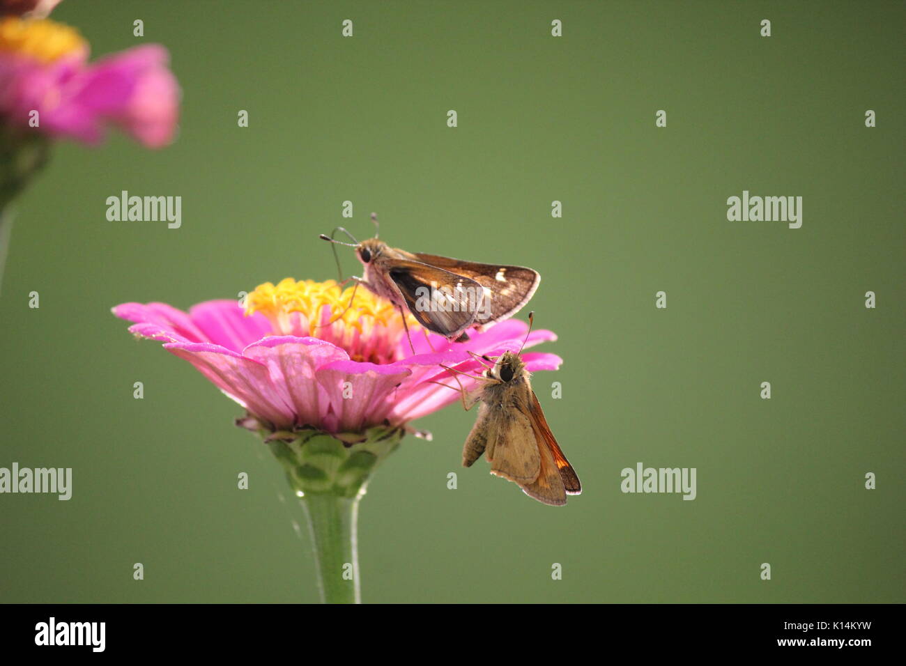 Two little butterflies skippers are playing around pink flowers zinnias Stock Photo