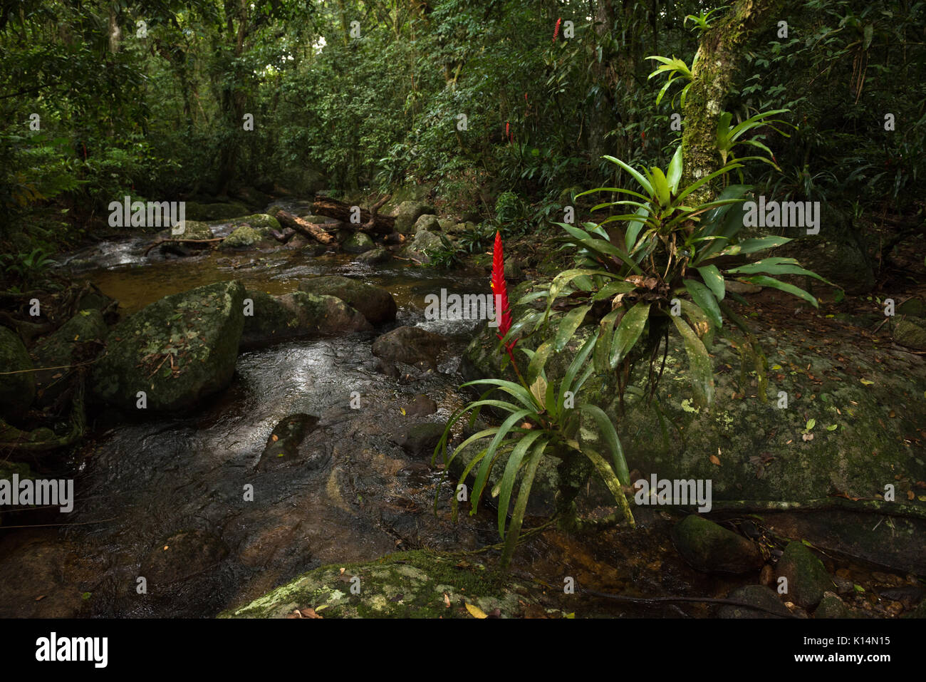 A flowering bromeliad from the Atlantic Rainforest of SE Brazil Stock Photo