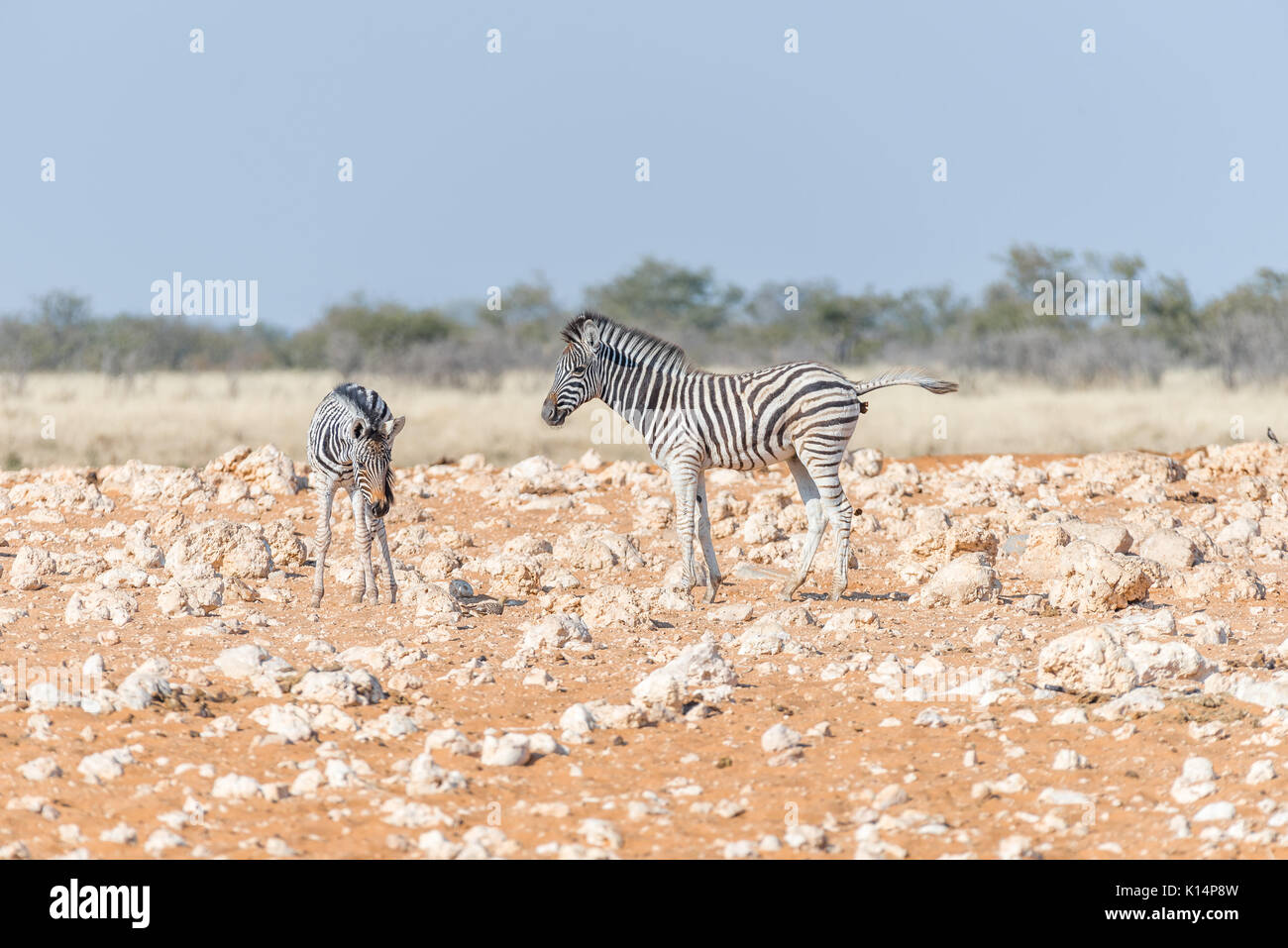 Two Burchells zebra foals, Equus quagga burchellii, in a red sand and ...