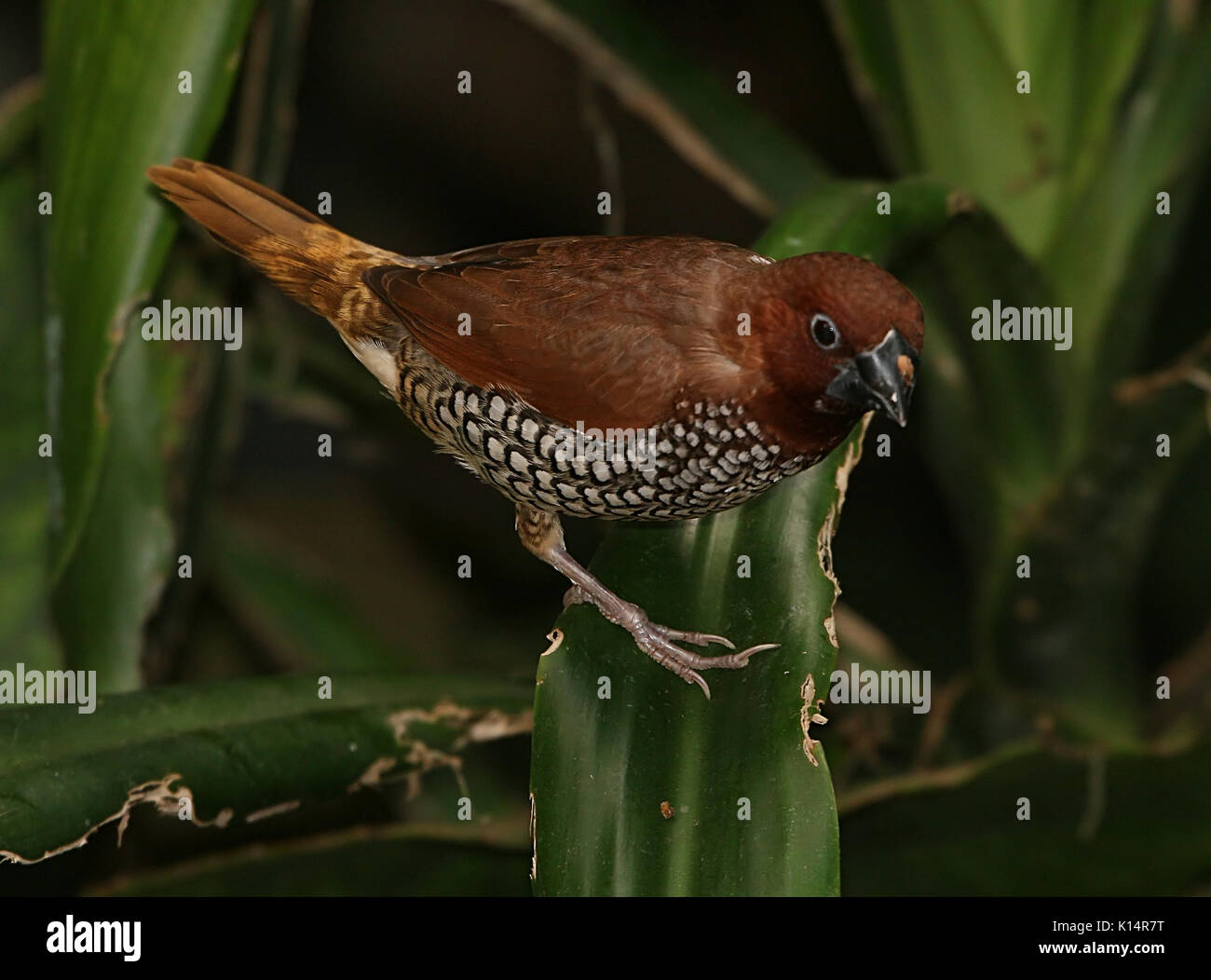 Male South East Asian scaly-breasted munia or spotted munia (Lonchura punctulata), a.k.a Nutmeg mannikin or spice finch. Stock Photo