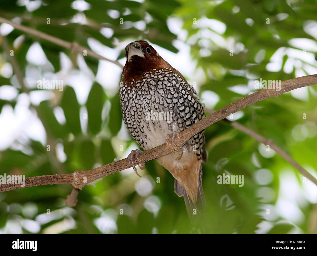 Male South East Asian scaly-breasted munia or spotted munia (Lonchura punctulata), a.k.a Nutmeg mannikin or spice finch. Stock Photo