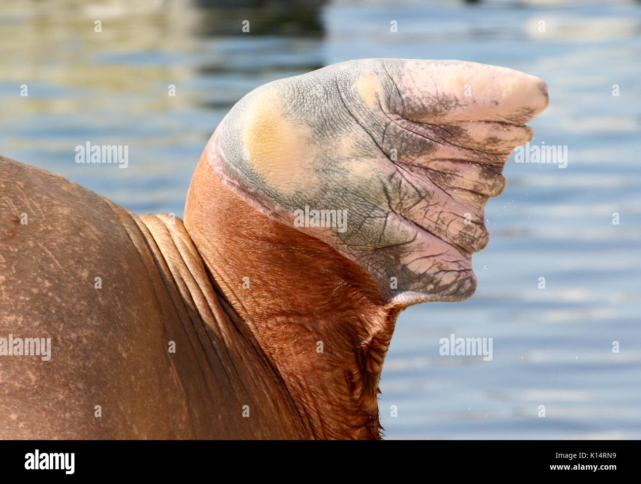 Flipper of a Pacific Walrus (Odobenus rosmarus) Stock Photo