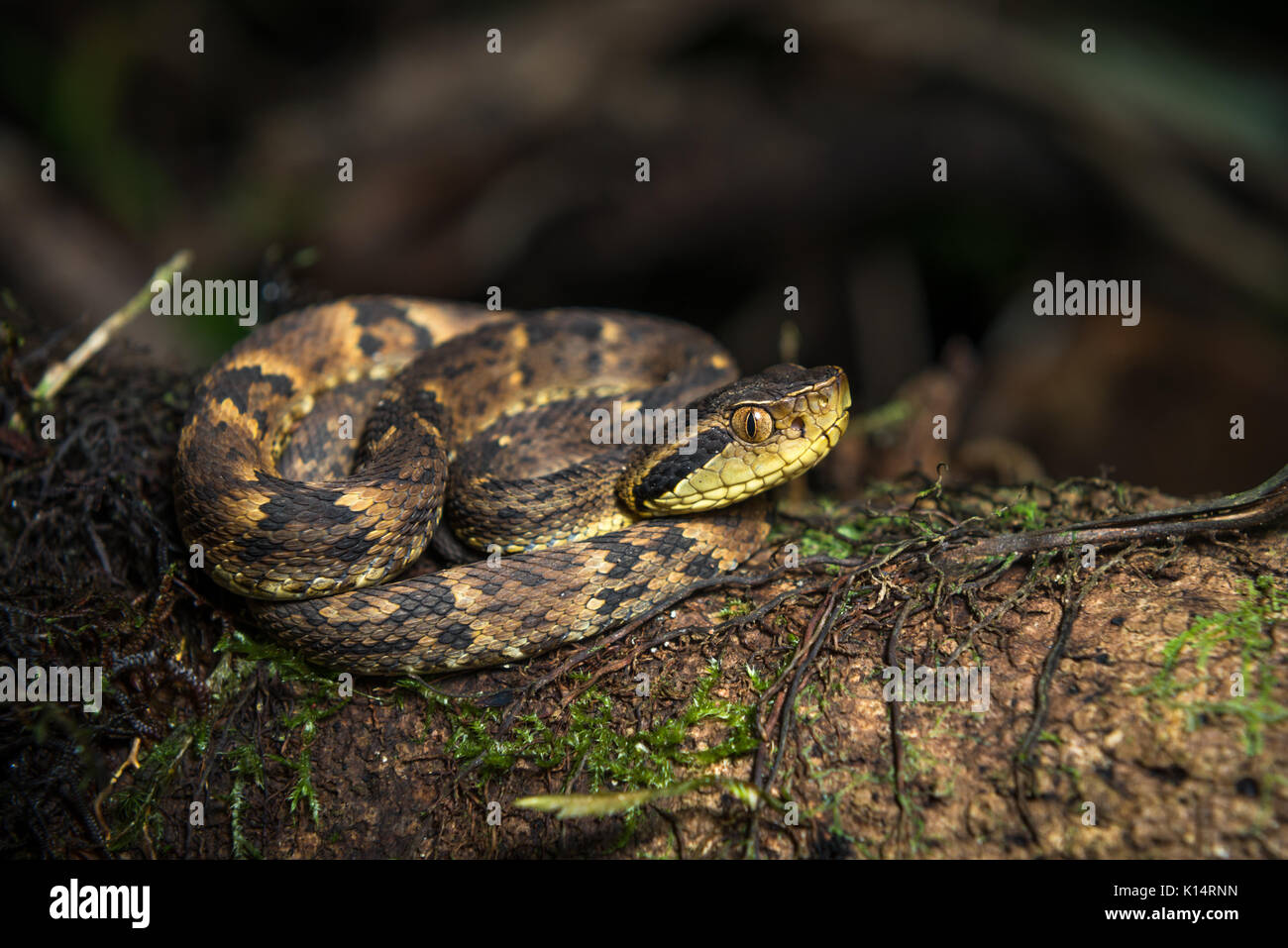 Jararacuçu pit-viper snake (Bothrops jararacussu) Stock Photo