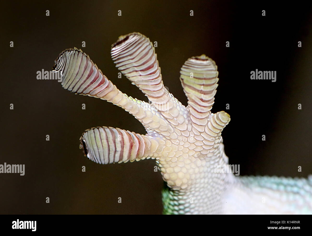 Close-up of a Green Madagascar Day Gecko (Phelsuma madagascariensis) front foot clinging to a glass window pane with sticky toe pads Stock Photo