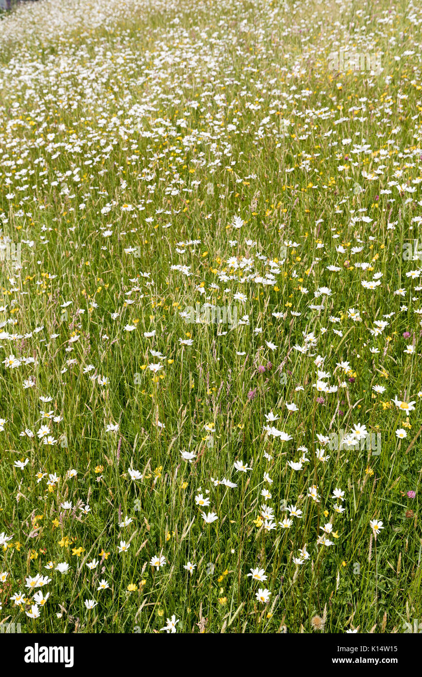 Wildflower meadow, Crickhowell, Wales, UK Stock Photo
