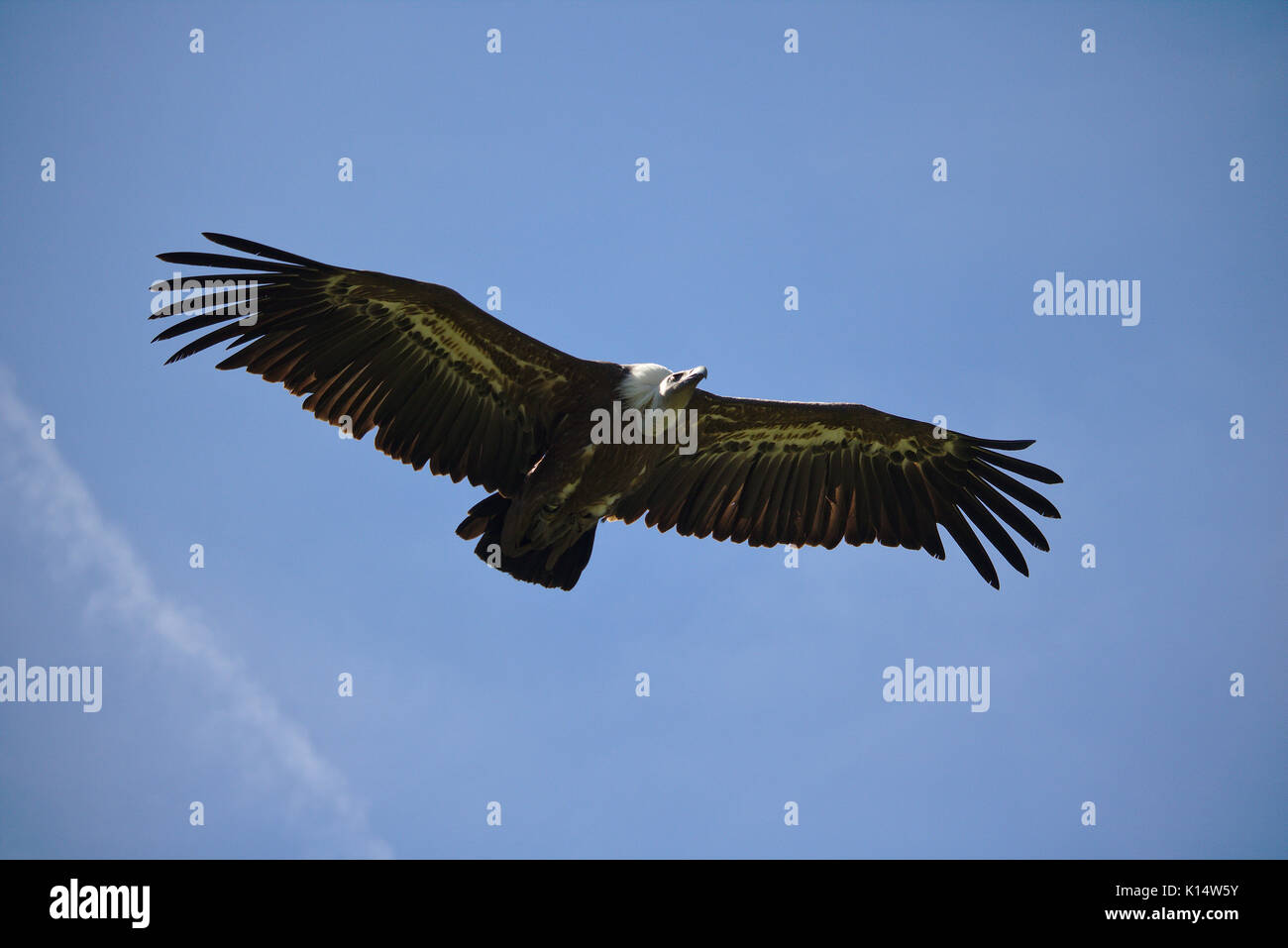 Griffon vulture in flight with wings spread Stock Photo