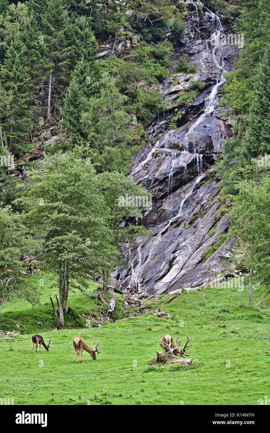 Grazing red stags on a green meadow in front of a steep rocky cliff with waterfall Stock Photo