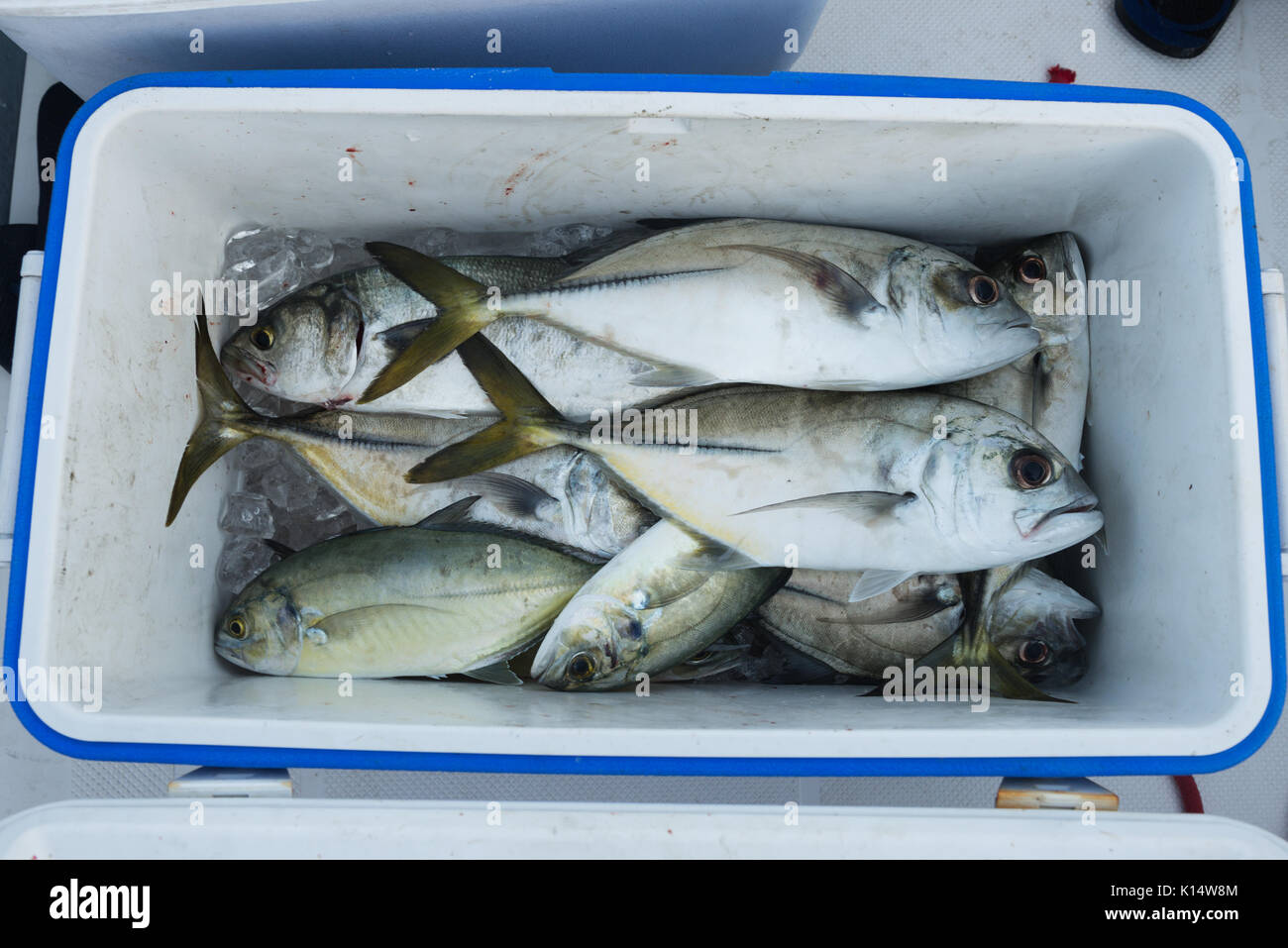 Fish box with the catch of the day Stock Photo