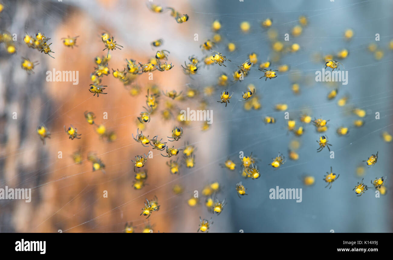 Close up of a lot of little baby spiders in a spider web Stock Photo