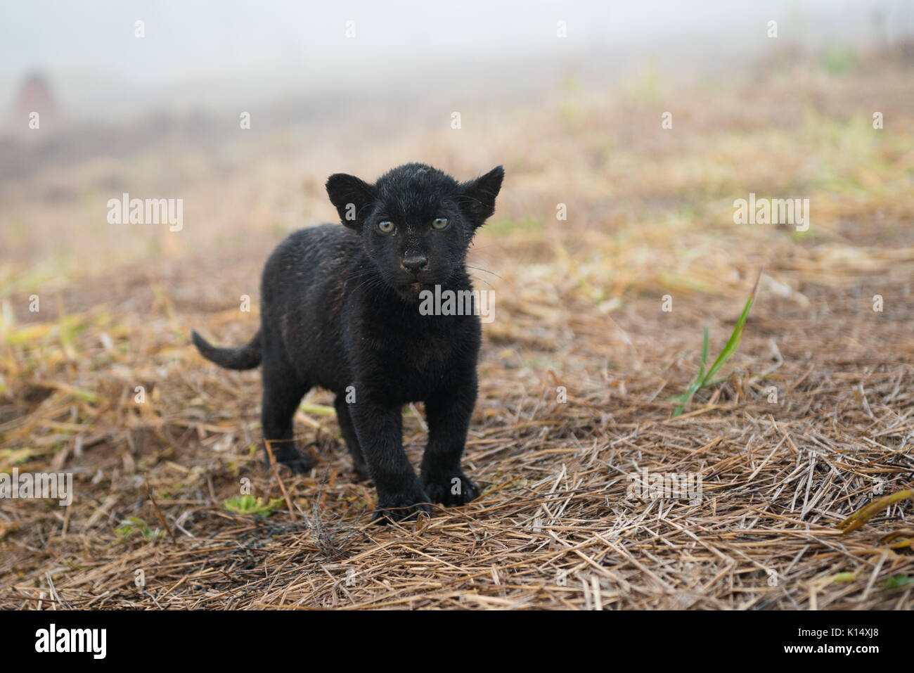 Baby Black Jaguar that was born at Instituto Onça Pintada Stock Photo