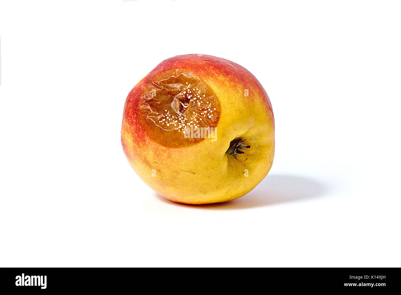 Bad apple with mold, isolated on white background Stock Photo