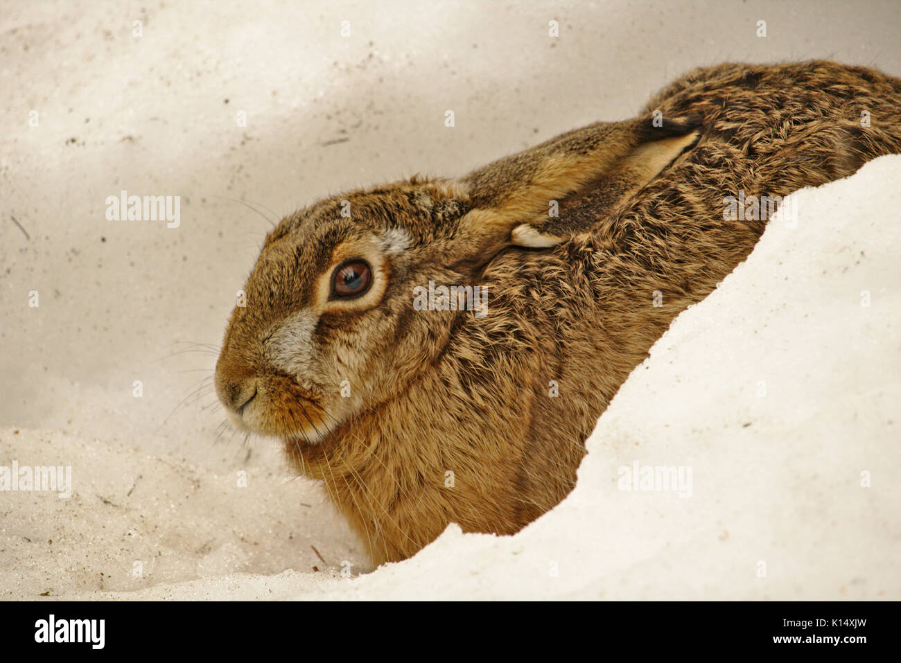 Brown hare hidden in a snowdrift Stock Photo