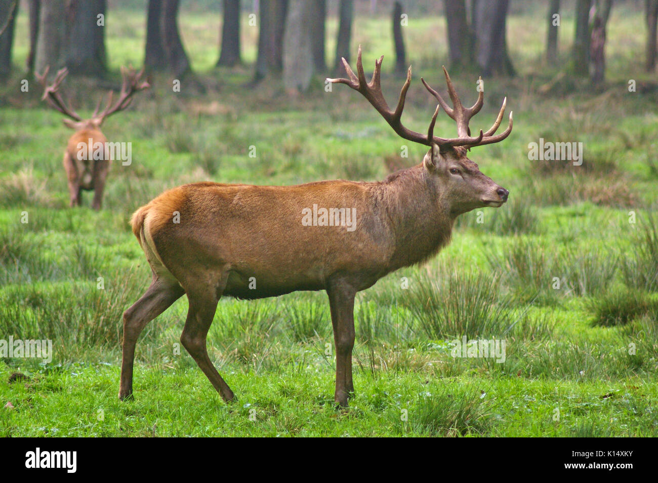 Red stag in a meadow in the rut with rival in the background Stock Photo
