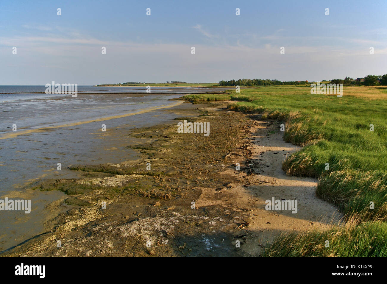 Shoreline with salt marsh and mudflats at low tide Stock Photo - Alamy