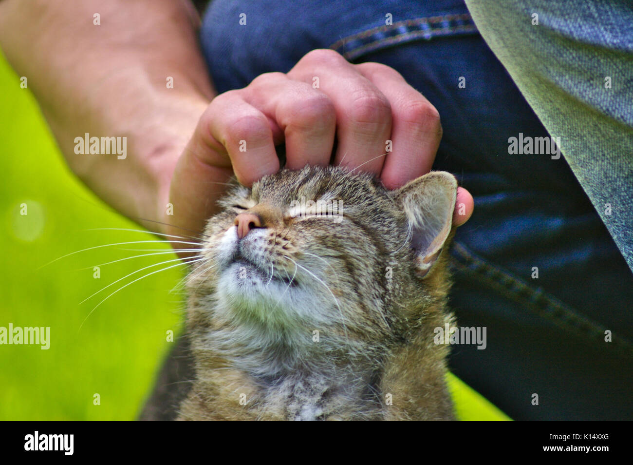 Cat enjoying a pat on the head with eyes closed Stock Photo Alamy