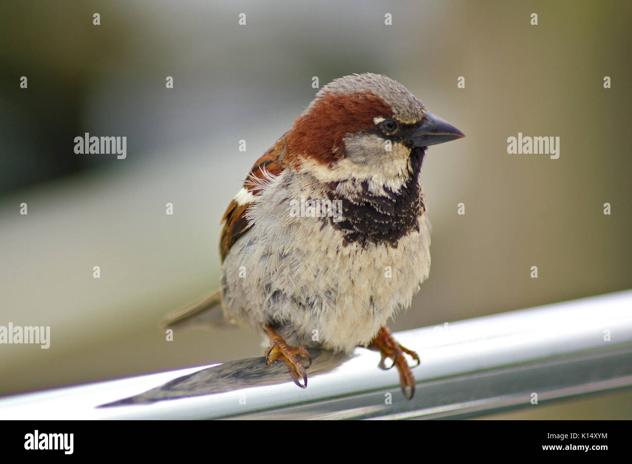 Male sparrow perched on a metal rail Stock Photo