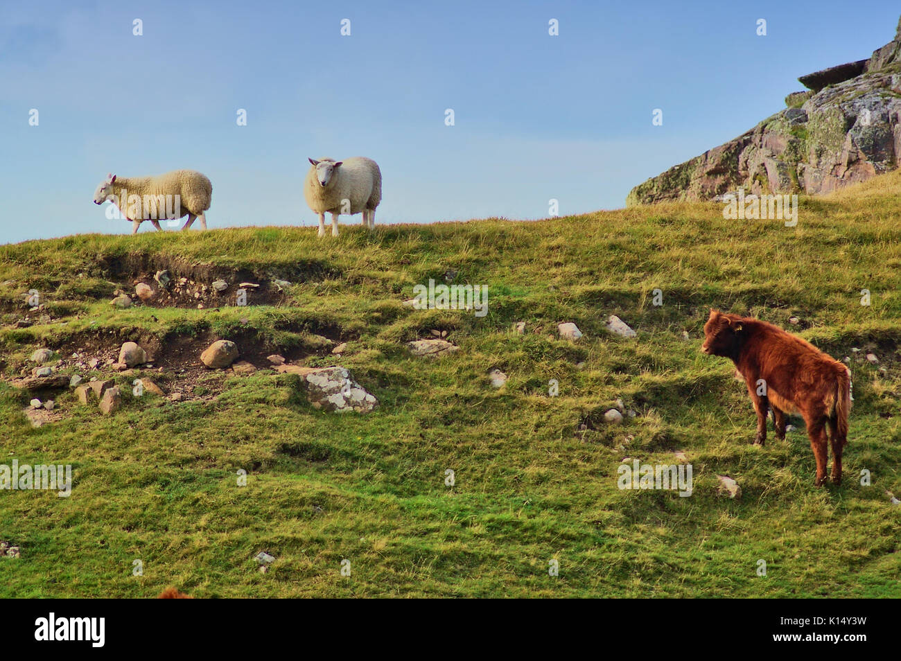 Two sheep and a cow on a grassy mountain ridge ridge Stock Photo