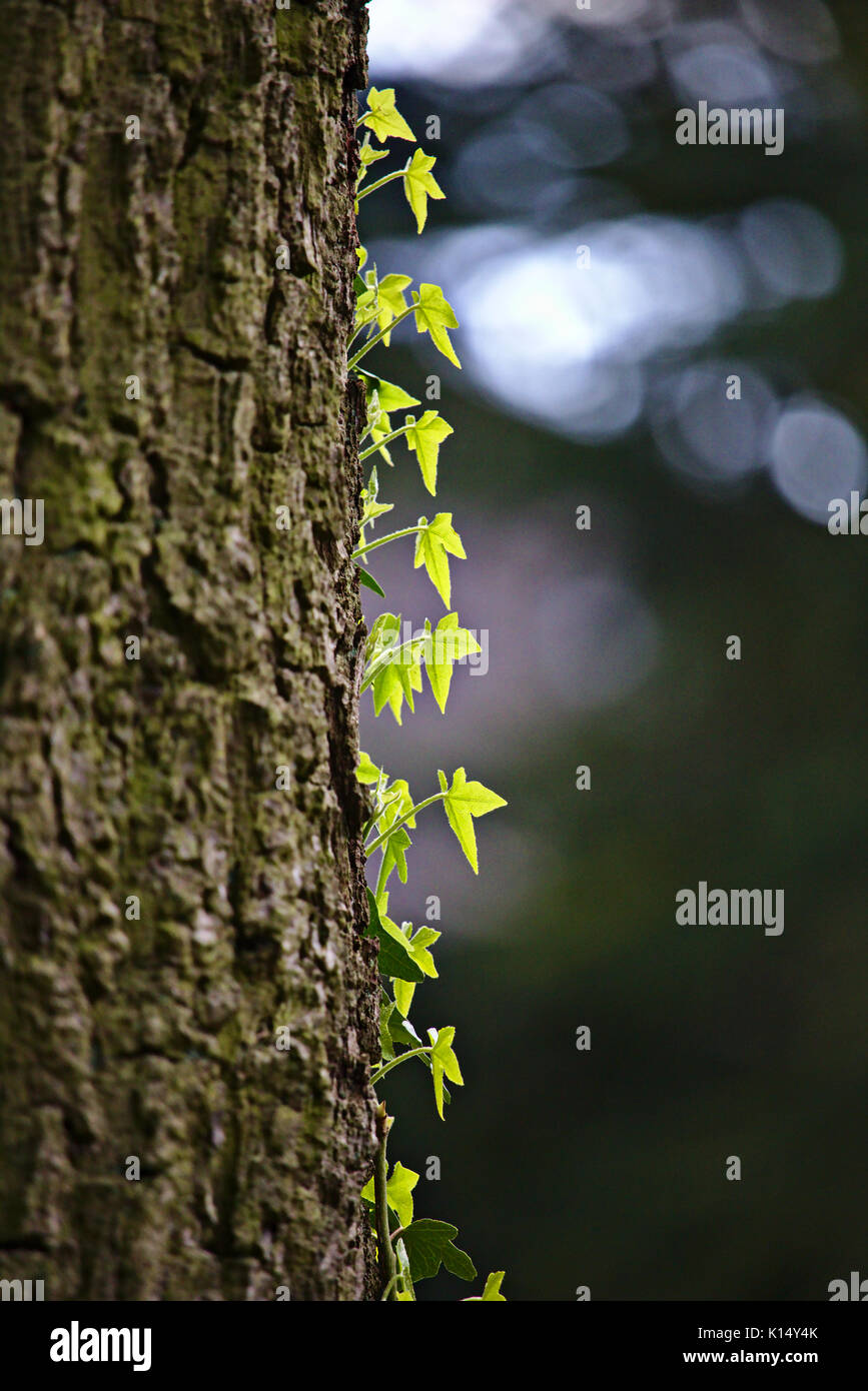 Vines climbing up a tree hires stock photography and images Alamy