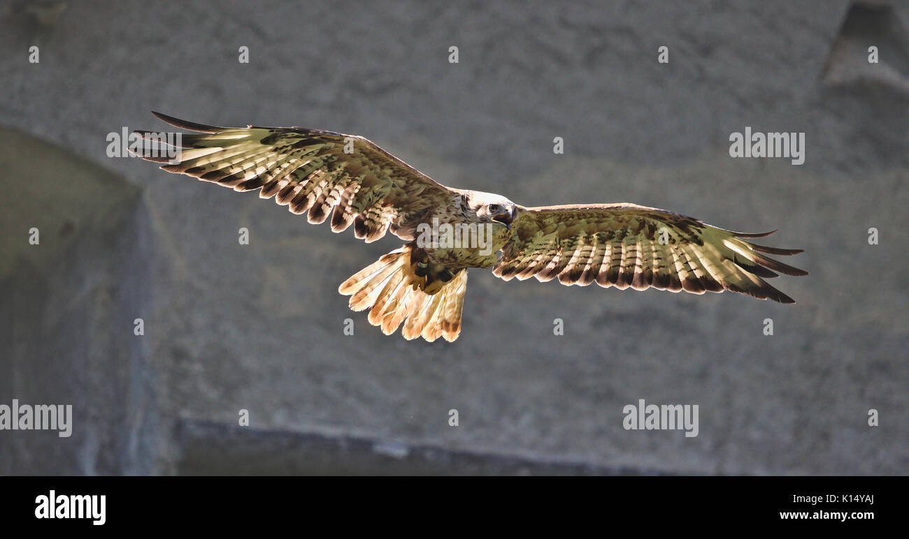 Common buzzard in flight with wings spread, backlighted by bright sunlight Stock Photo