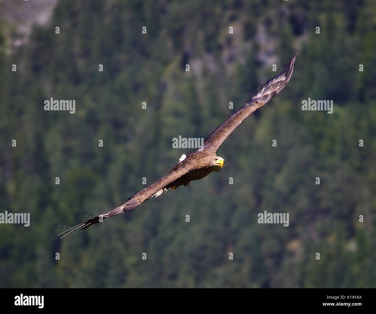 Golden eagle in flight hires stock photography and images Alamy