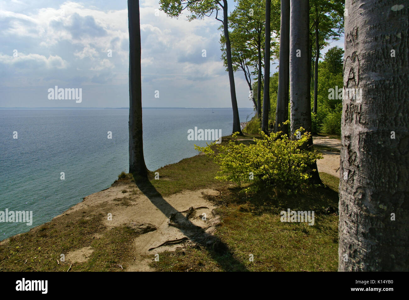 Clifftop with forest, trees, carved bark above the beach at the Baltic seashore, Denmark Stock Photo