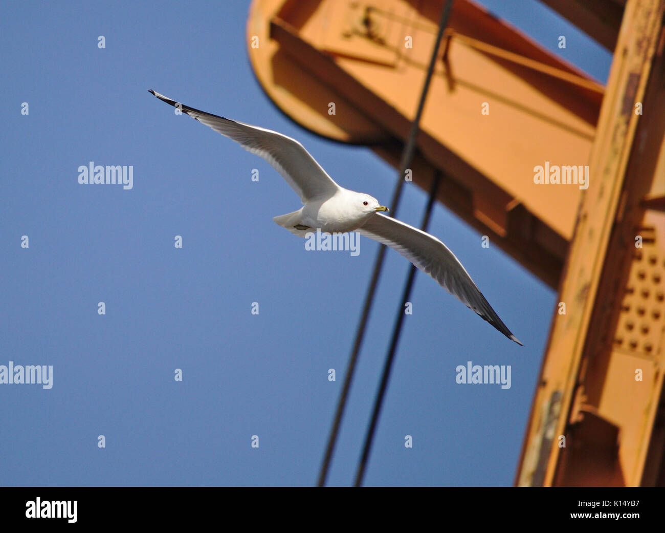 Common gull and orange crane in front of a blue sky Stock Photo