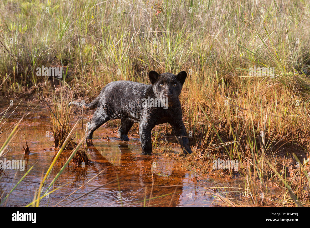 Baby Black Jaguar at water's edge Stock Photo