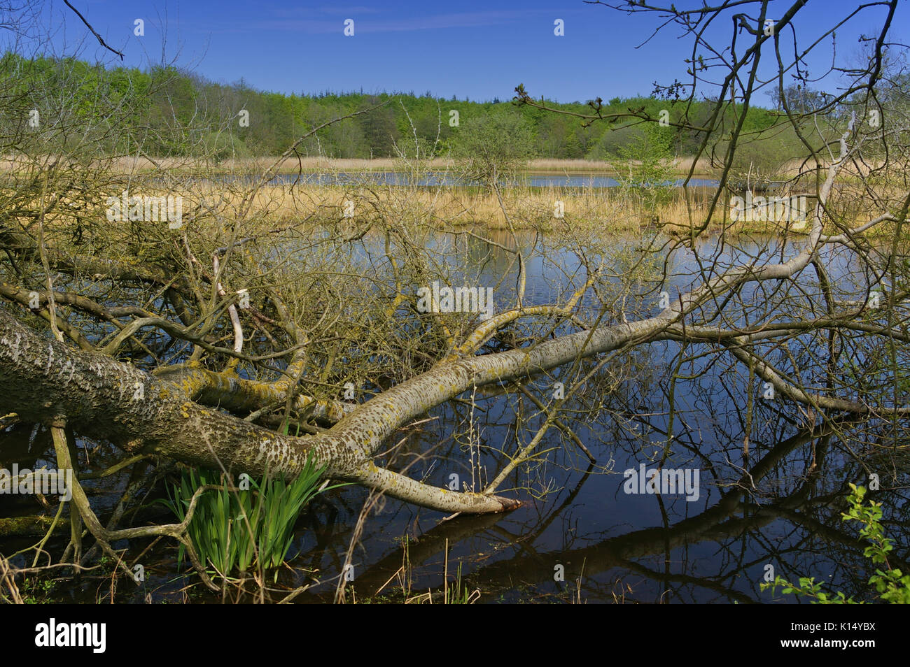 Wetland area with fallen trees, reed, water plants in Denmark Stock Photo