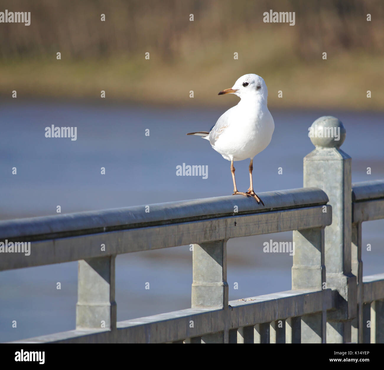 Black-headed gull in winter plumage perched on a metal rail Stock Photo
