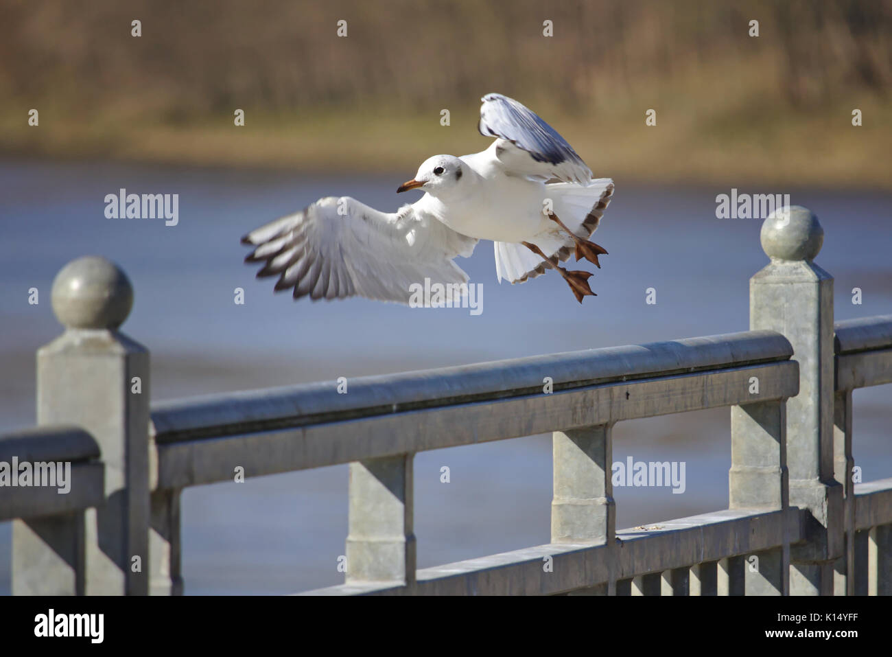Black-headed gull taking off from a rail Stock Photo