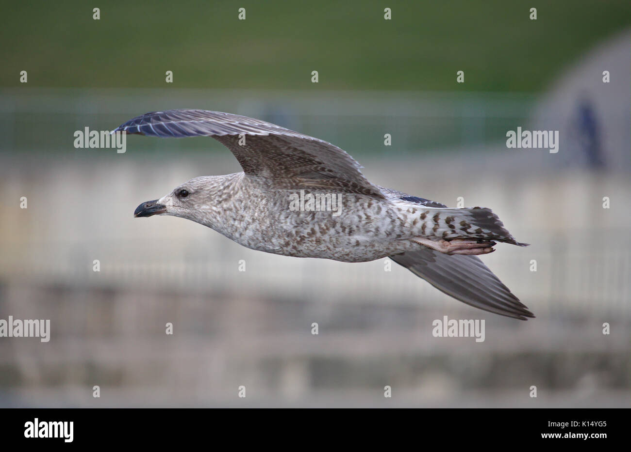 Herring gull in juvenile plumage in flight Stock Photo