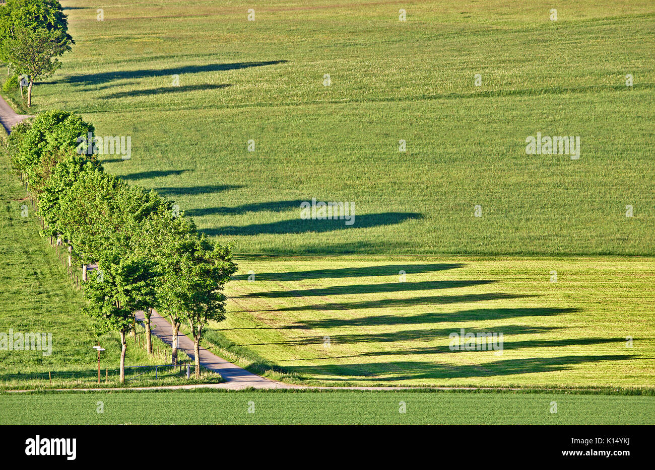 Green pasture with country road and row of trees casting long shadows in the morning light Stock Photo