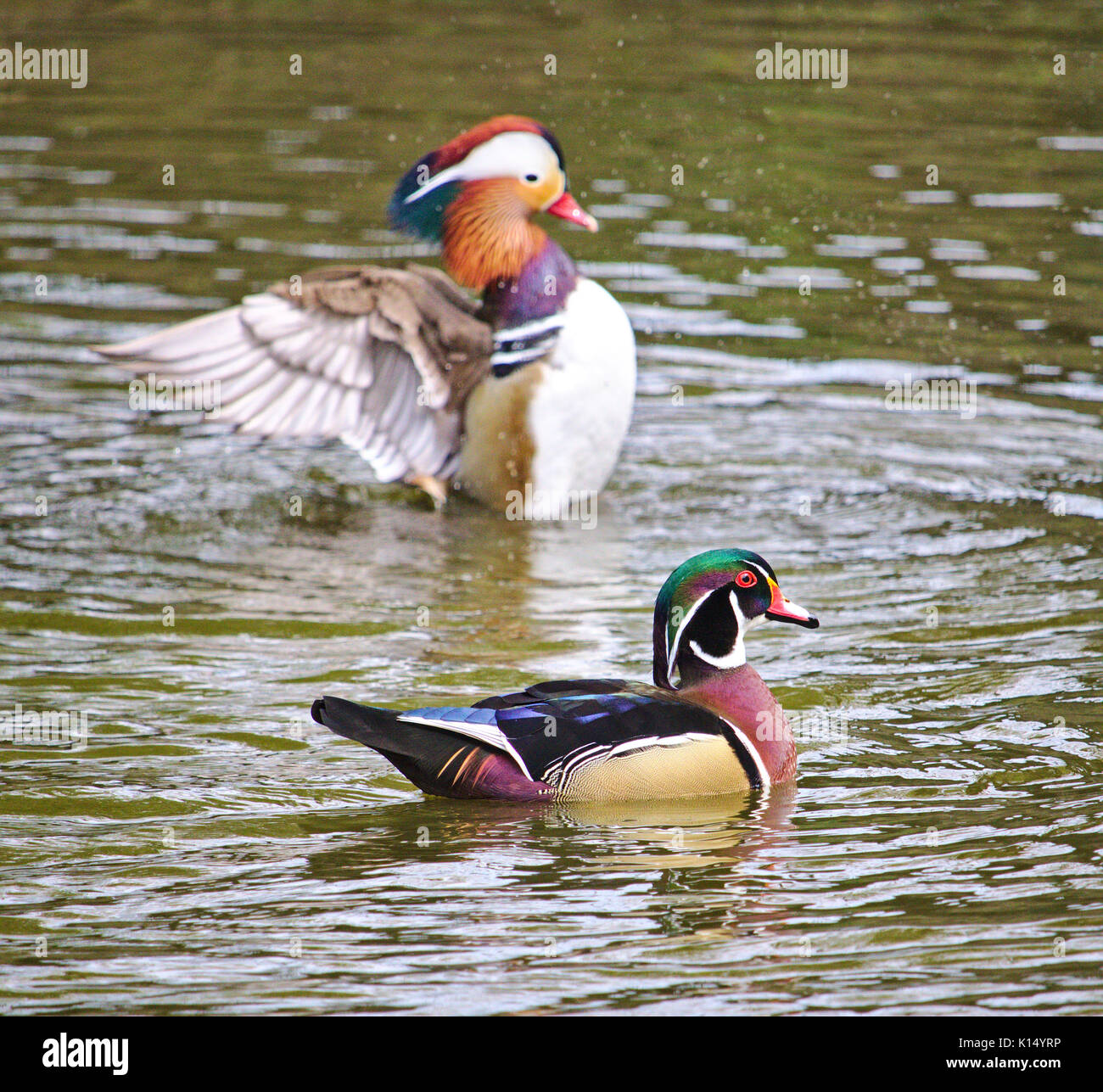 Wood duck with mandarin duck in the background Stock Photo