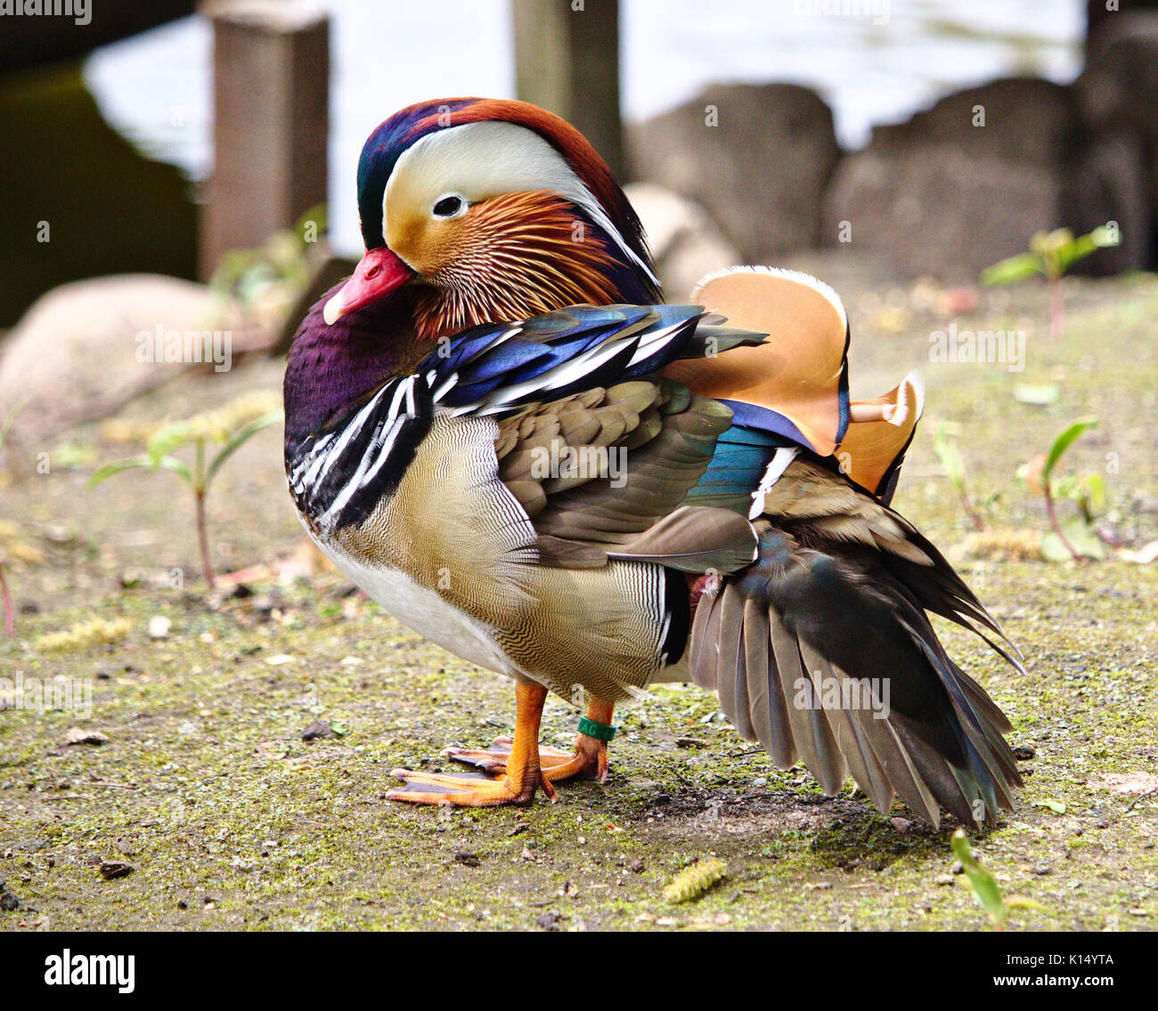 Colorful mandarin duck Stock Photo - Alamy