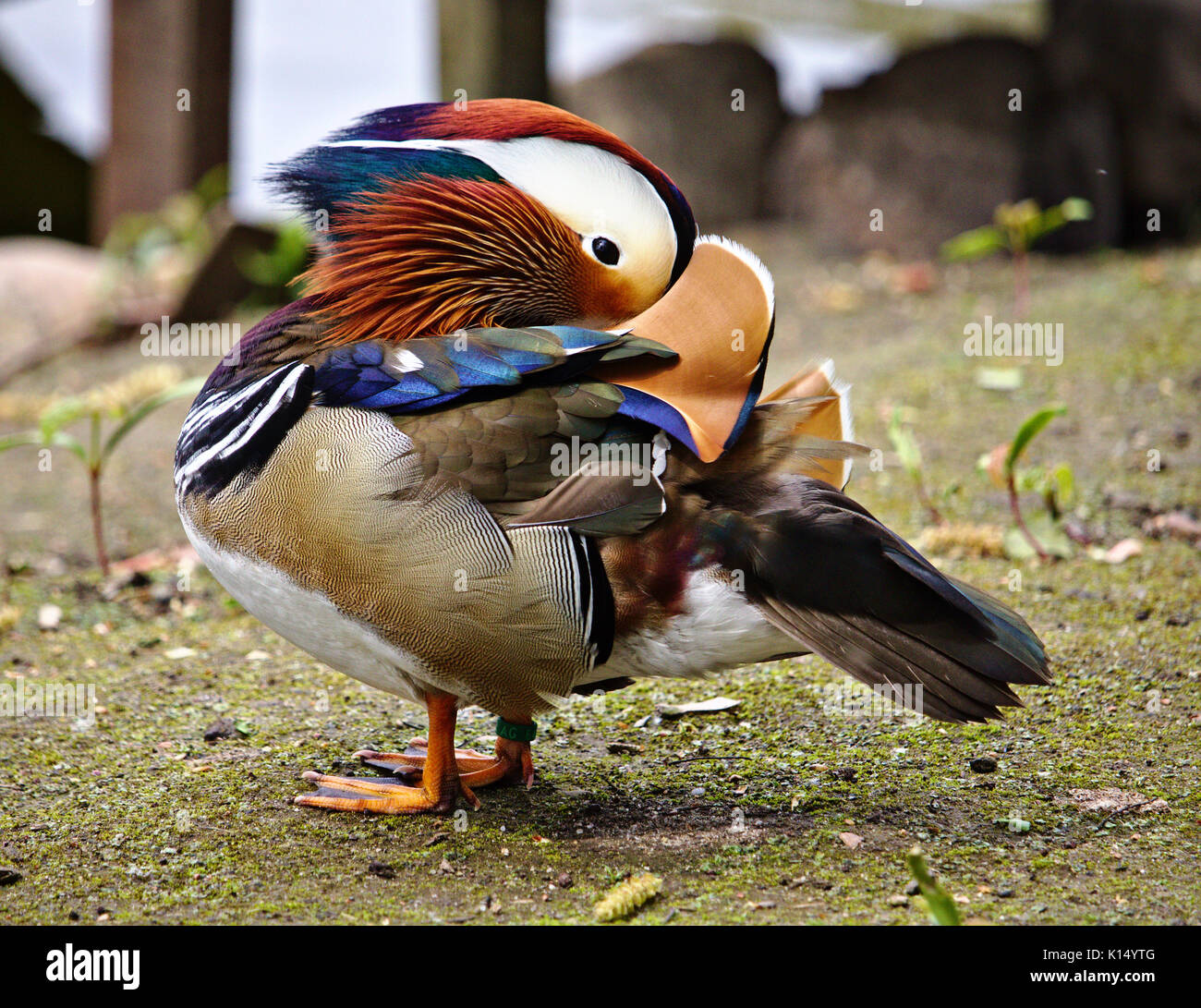 Colorful mandarin duck grooming Stock Photo Alamy