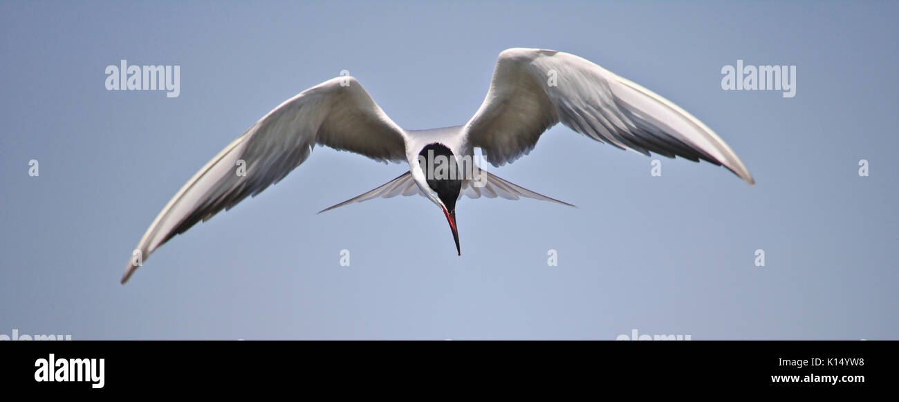 Common tern in flight Stock Photo